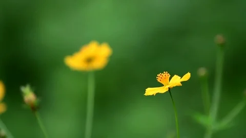 Yellow cosmos flower. Stock Footage 84324948