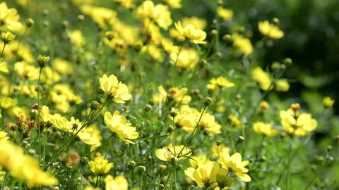 Yellow cosmos flower Stock-Footage 84941101