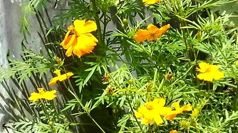 Yellow cosmos flower on the tree close the wall Stock Footage 124302103