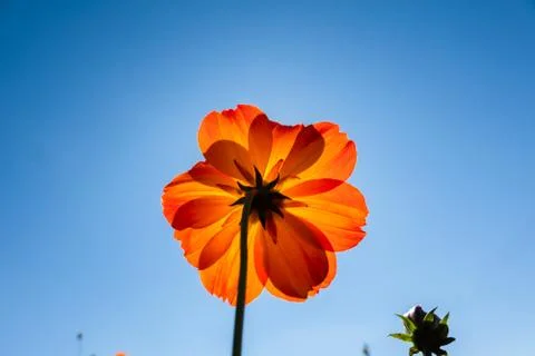Yellow cosmos flowers Stock Photos