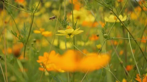 Yellow Cosmos Stockbeeldmateriaal 140195497