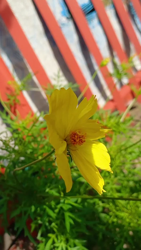 Yellow Cosmos Stock Footage 300401382