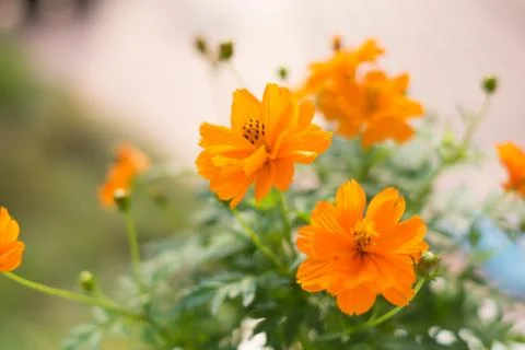 Yellow cosmos Stock Photos