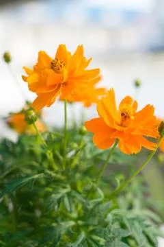 Yellow cosmos Stock Photos