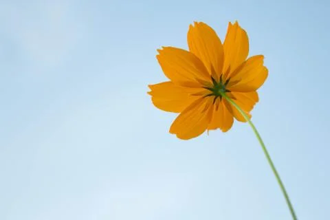 Yellow cosmos Stock Photos