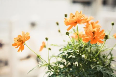 Yellow cosmos Stock Photos