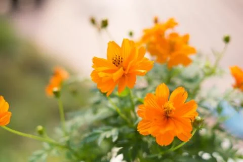 Yellow cosmos Stock Photos