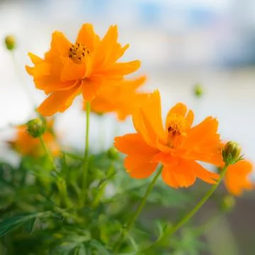 Yellow cosmos Stock Photos