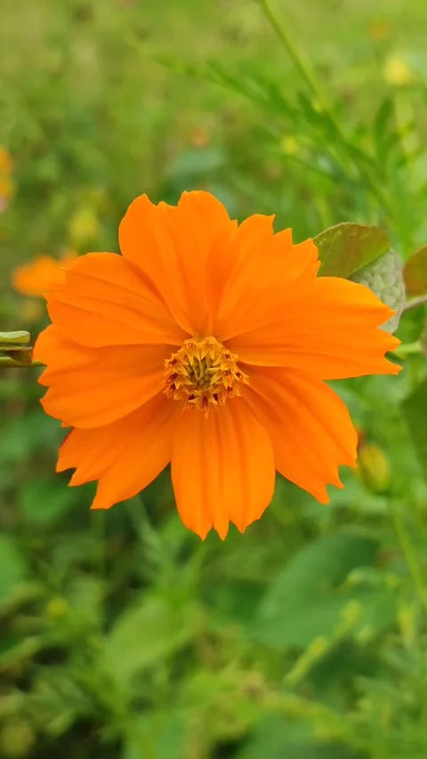Yellow Cosmos Sulphureus Flower Stock Footage 327637853