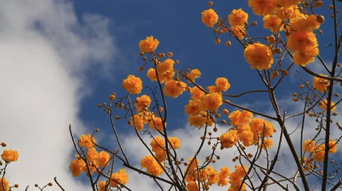 Yellow cotton tree Stock Footage 30468108