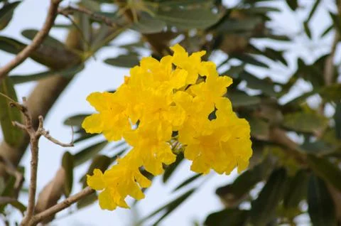 Yellow cotton tree Stock Photos