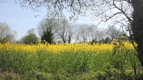 Yellow in the countryside during spring Video stock 241366586