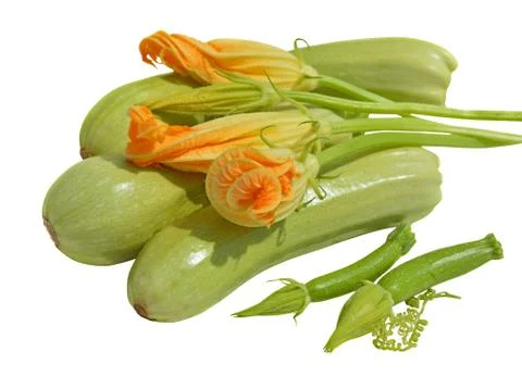 Yellow courgette blossoms Stock Photos
