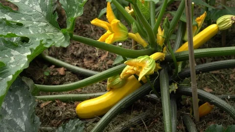 Yellow courgette Video stock 111693435