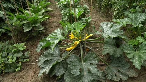 Yellow courgette 스톡 동영상 111693624