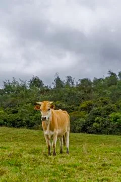 Yellow Cow Stock Photos