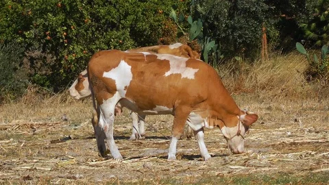 Yellow cows Stock Footage 86534858