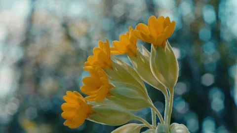 Yellow Cowslip Flowers in Spring Stock-Footage 331129371