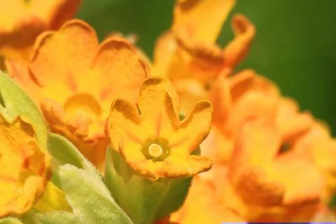 Yellow cowslip macro 스톡 사진