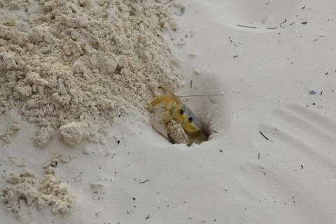 A yellow crab digging its hole for the night Stock Photos