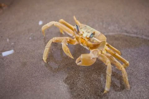 Yellow crab Stock Photos