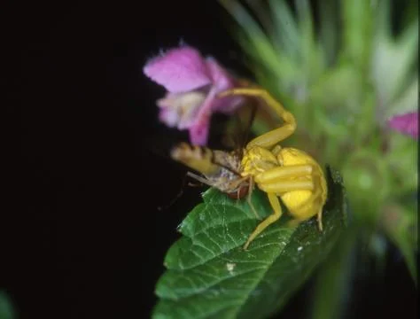 Yellow crab spider eats fly Stock Photos