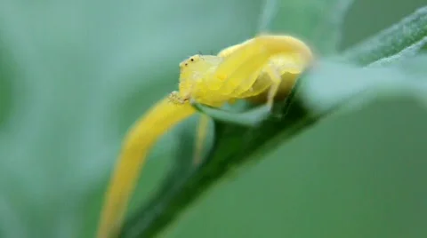 Yellow Crab Spider Stock Footage 879152