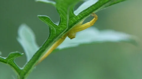 Yellow Crab Spider Stock Footage 879165