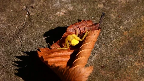 Yellow Crab Spider Vidéo 80534418