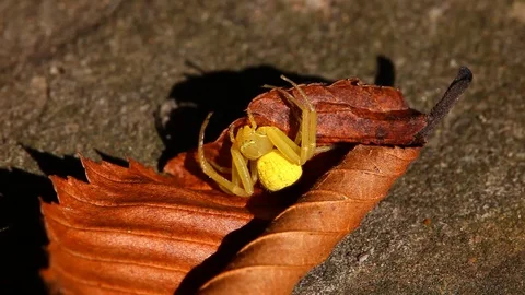 Yellow Crab Spider Stockbeeldmateriaal 80534426