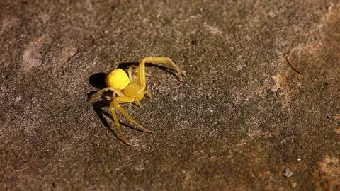 Yellow Crab Spider Stockbeeldmateriaal 80534495