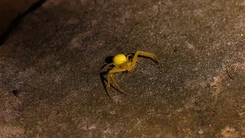 Yellow Crab Spider Stockbeeldmateriaal 80534500