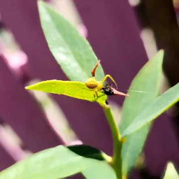 Yellow Crab Spider Stock Photos