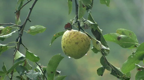 Yellow Crabapple 01 Stock Footage 273485