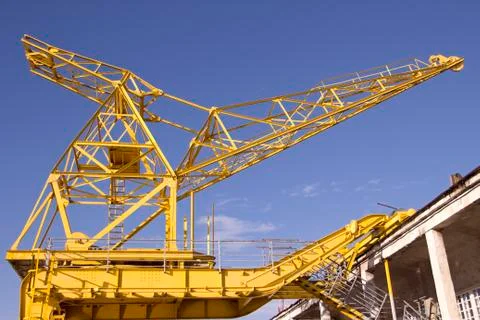 Yellow crane Фото