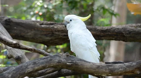 Yellow-crested Cockatoo Video stock 44299833