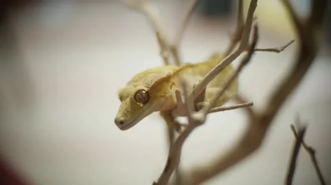 Yellow Crested Gecko in tree Stock Footage 21999197