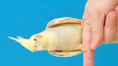 A yellow crested parrot on a bright blue background is sitting on a person's Stock Footage 248917576