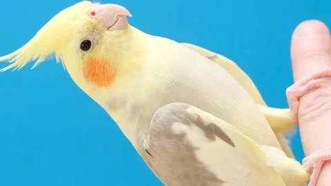 A yellow crested parrot on a bright blue background is sitting on a human finger Stock Footage 248917657