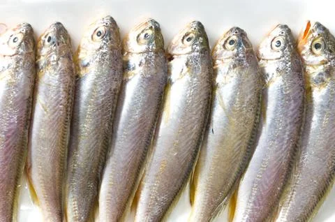 Yellow croaker Stock Photos
