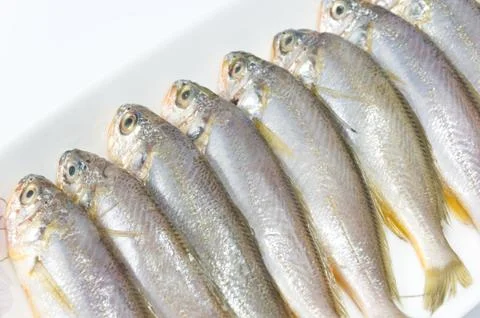 Yellow croaker Stock Photos