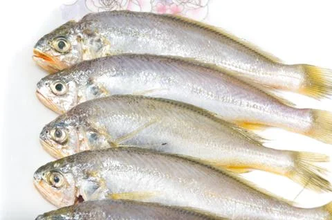 Yellow croaker Stock Photos