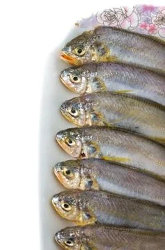 Yellow croaker Stock Photos