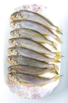 Yellow croaker Stock Photos