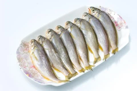 Yellow croaker Stock Photos