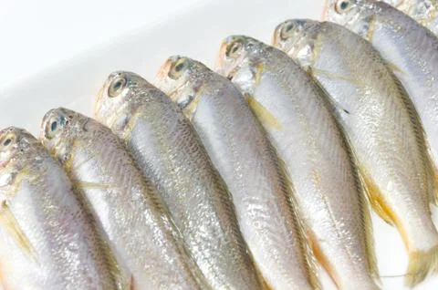 Yellow croaker Stock Photos