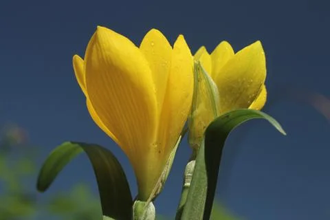 Yellow crocus on background of sky 스톡 사진