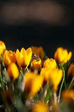Yellow Crocus with Bee Stock-Fotos