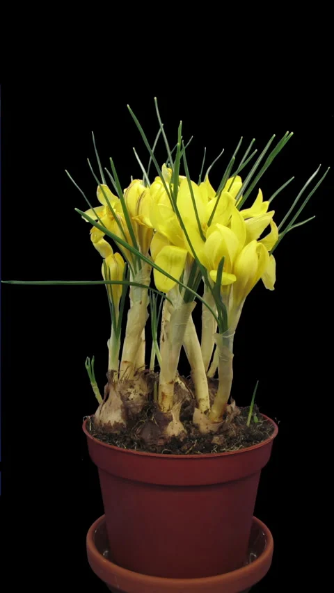 Yellow Crocus Blooming and Withering Time Lapse, Vertical Stock Footage 345504153