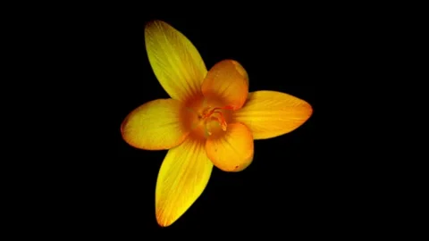 Yellow crocus blooms on a black background. Saffron flower. Time lapse. Alpha Stock Footage 276600436